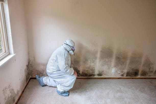 Las Vegas, NM Mold Inspection, Removal & Remediation Company